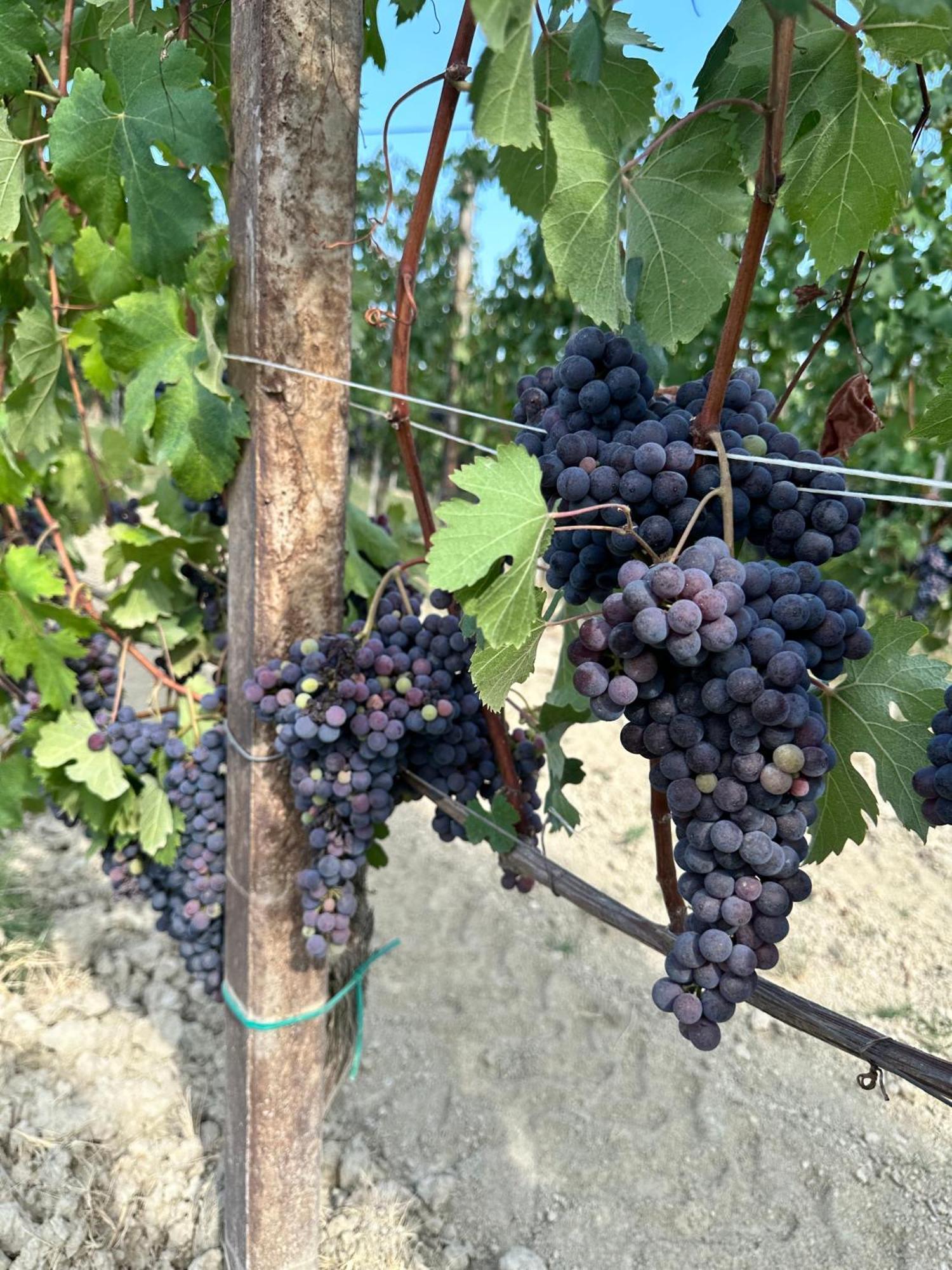 ノヴェッロ Just Langhe Casa Baroloヴィラ エクステリア 写真